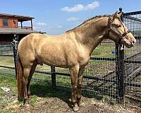isabelo-ancce-ialha-horse