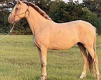 isabelo-ancce-ialha-mare