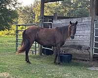 gaited-trail-riding-peruvian-paso-horse
