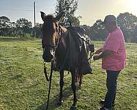 date-peruvian-paso-horse
