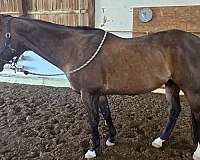 endurance-riding-appendix-horse