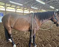 four-appendix-horse