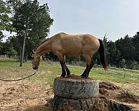 buckskin-project-trail-horse