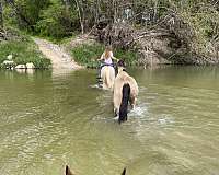 none-horse