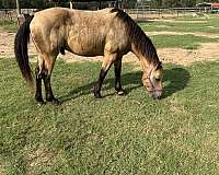 buckskin-none-horse