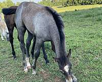 quarter-horse-filly