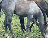 quarter-horse-for-sale