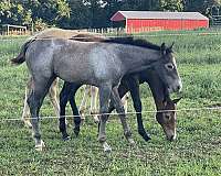 quarter-horse