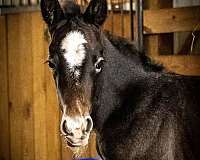 athletic-filly-mare
