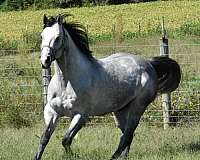 athletic-horse
