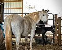 filly