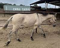 dun-stripes-horse