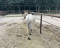 13-hand-mule-stallion