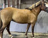 english-prospect-welsh-pony