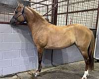 english-prospect-pony