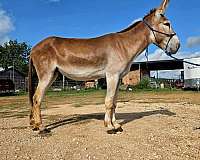 sorrel-donkeymanship-donkey