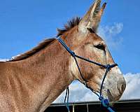sorrel-natural-donkeymanship-training-donkey