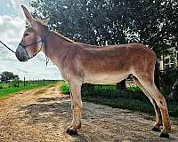 sorrel-gaited-donkey