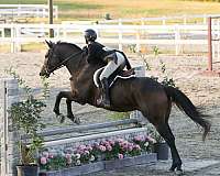 thoroughbred-horse-for-sale