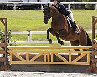 thoroughbred-horse