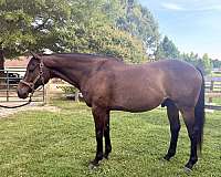 thoroughbred-gelding