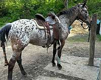 bay-chestnut-appaloosa-foal