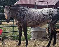 bay-chestnut-appaloosa-filly