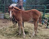 bay-chestnut-appaloosa-mare