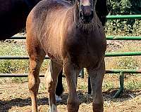 black-3-white-socks-horse