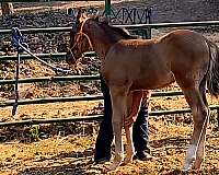 3-white-socks-horse
