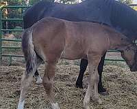 black-appaloosa-colt