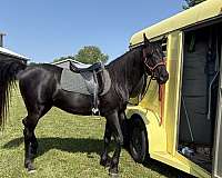comfortable-gaits-arabian-horse