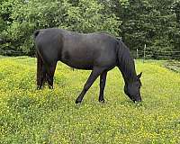 riding-gelding-arabian-horse