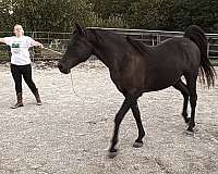 area-arabian-horse
