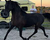 arena-arabian-horse