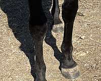 big-personality-arabian-horse