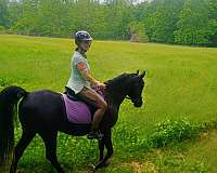 black-arabian-horse