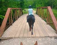 comfortable-arabian-horse