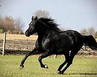 y-rocky-mountain-horse