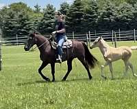 breeding-rocky-mountain-horse