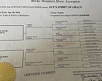 experienced-rocky-mountain-horse