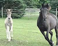 smokey-black-futurity-eligible-horse