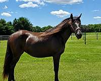 smokey-black-rmha-mare