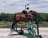 jumping-trail-belgian-horse
