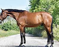 17-hand-belgian-warmblood-gelding