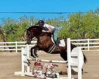 thoroughbred-mare