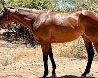thoroughbred-horse-for-sale