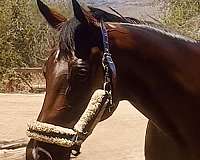 thoroughbred-horse