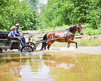all-around-friesian-horse