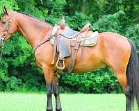 beginner-friesian-horse